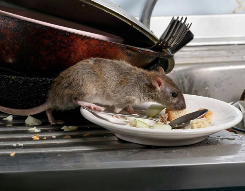 Ratten Bestrijden bij Particulieren